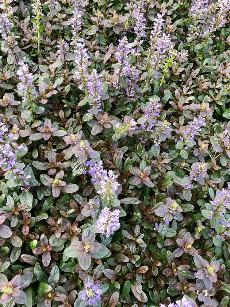 ajuga-reptans-chocolate-chip-carpet-bugleweed