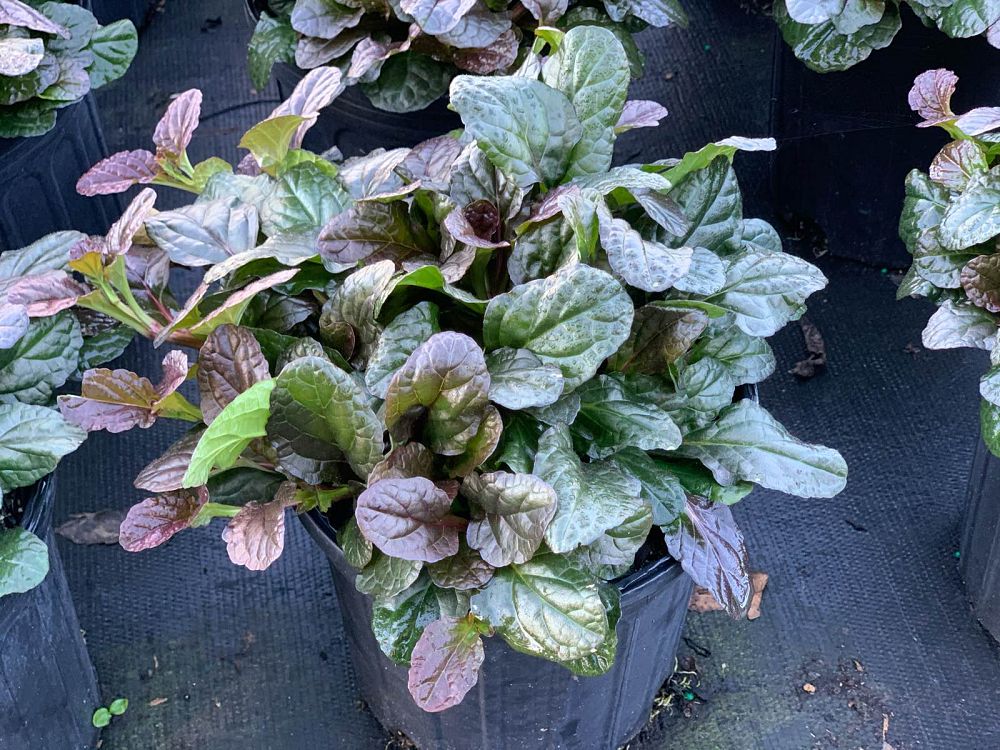 ajuga-reptans-mahogany-carpet-bugleweed