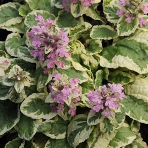 ajuga-reptans-pink-lightning-carpet-bugleweed