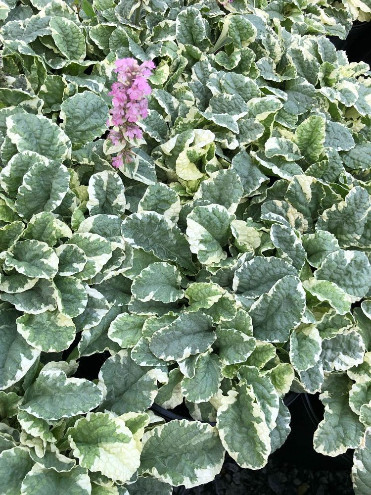 ajuga-reptans-pink-lightning-carpet-bugleweed