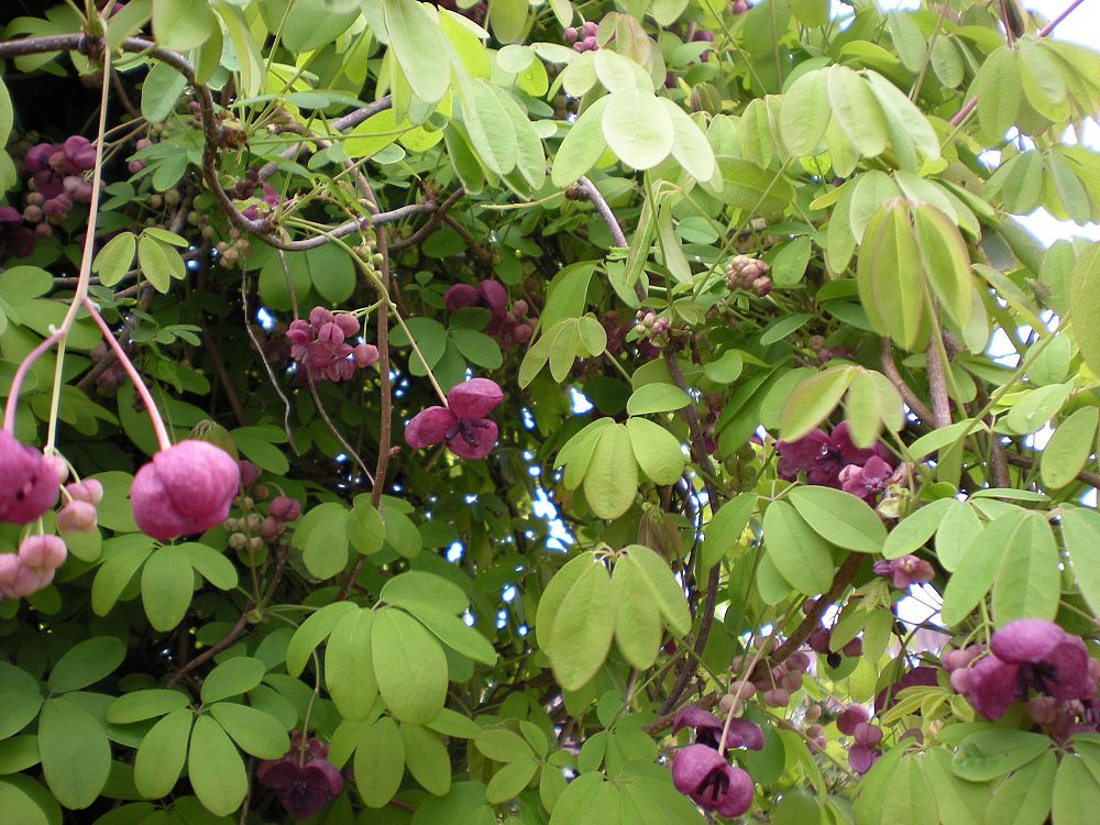 akebia-quinata-five-leaf-akebia