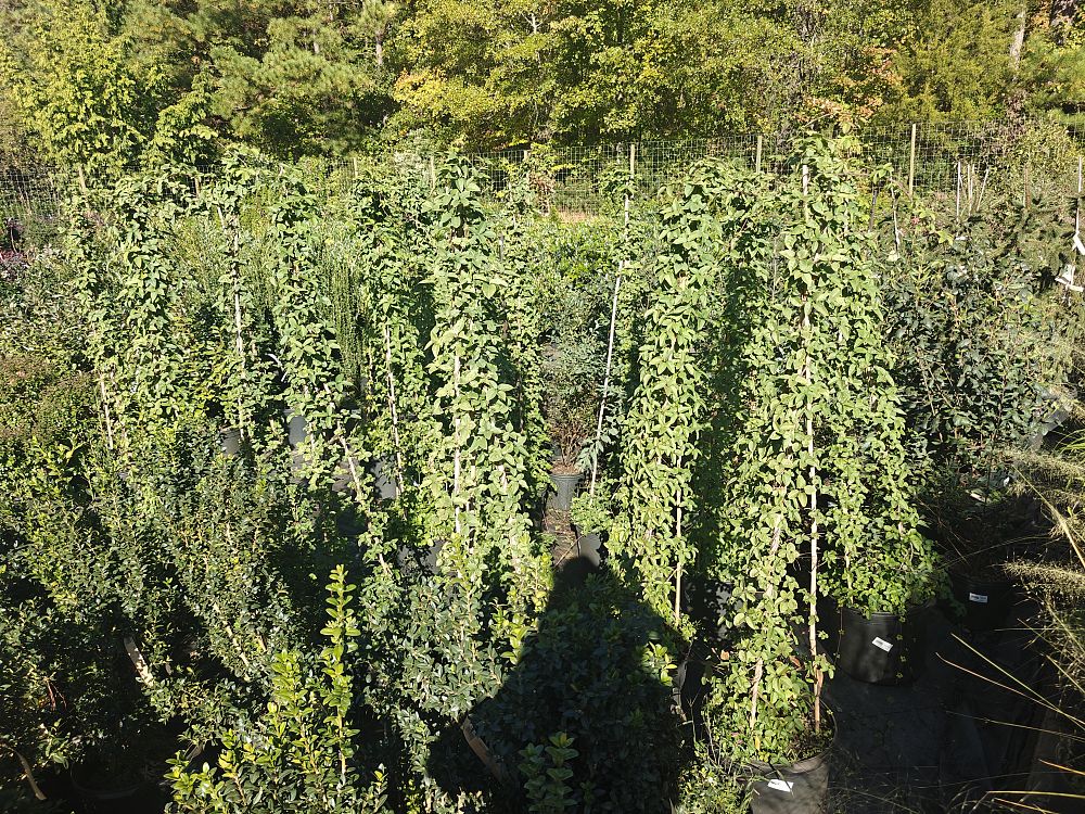 akebia-quinata-five-leaf-akebia