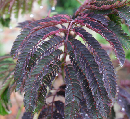 albizia-julibrissin-summer-chocolate-chocolate-mimosa-tree-pink-silk-tree