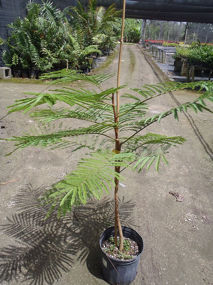 albizia-niopoides-guanacaste-caribbean-albizia