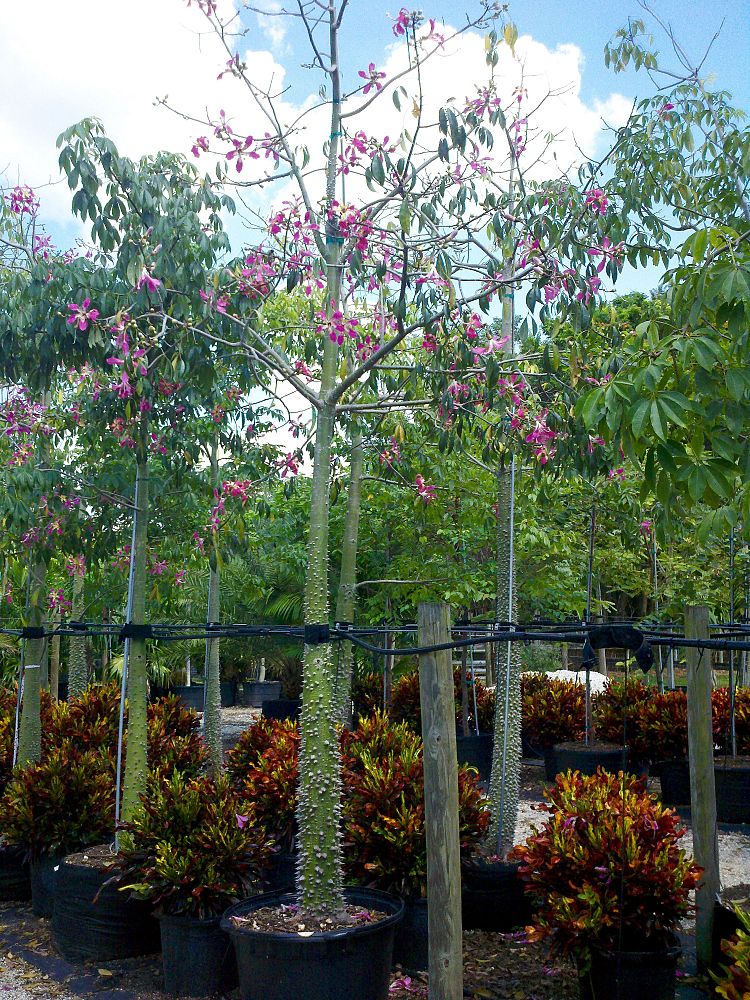albizia-niopoides-guanacaste-caribbean-albizia