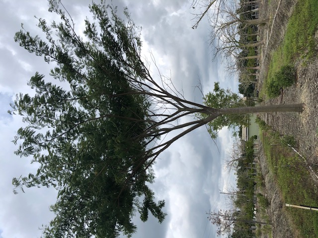 albizia-niopoides-guanacaste-caribbean-albizia