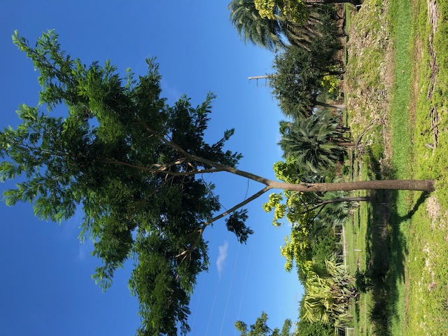 albizia-niopoides-guanacaste-caribbean-albizia