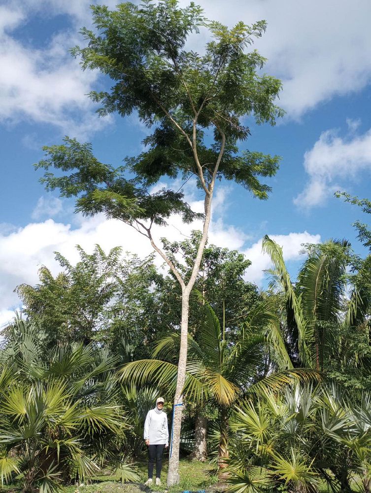 albizia-niopoides-guanacaste-caribbean-albizia