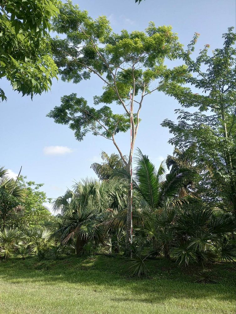 albizia-niopoides-guanacaste-caribbean-albizia