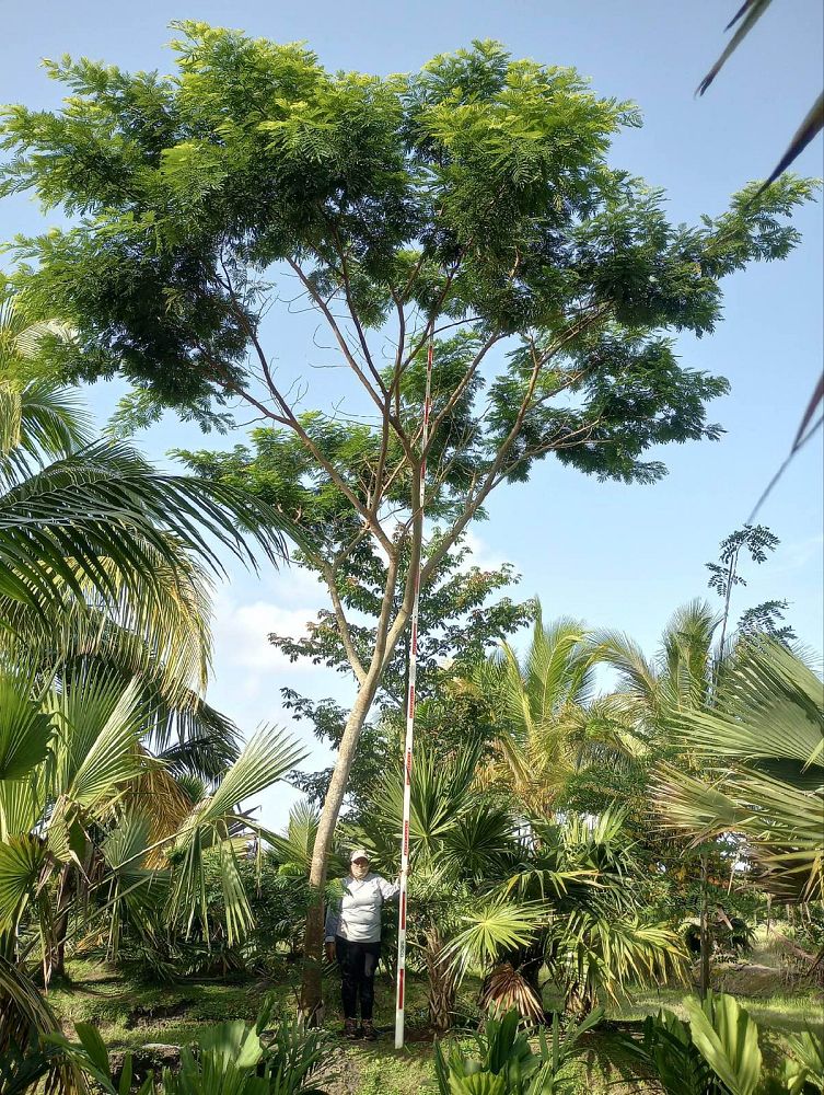 albizia-niopoides-guanacaste-caribbean-albizia