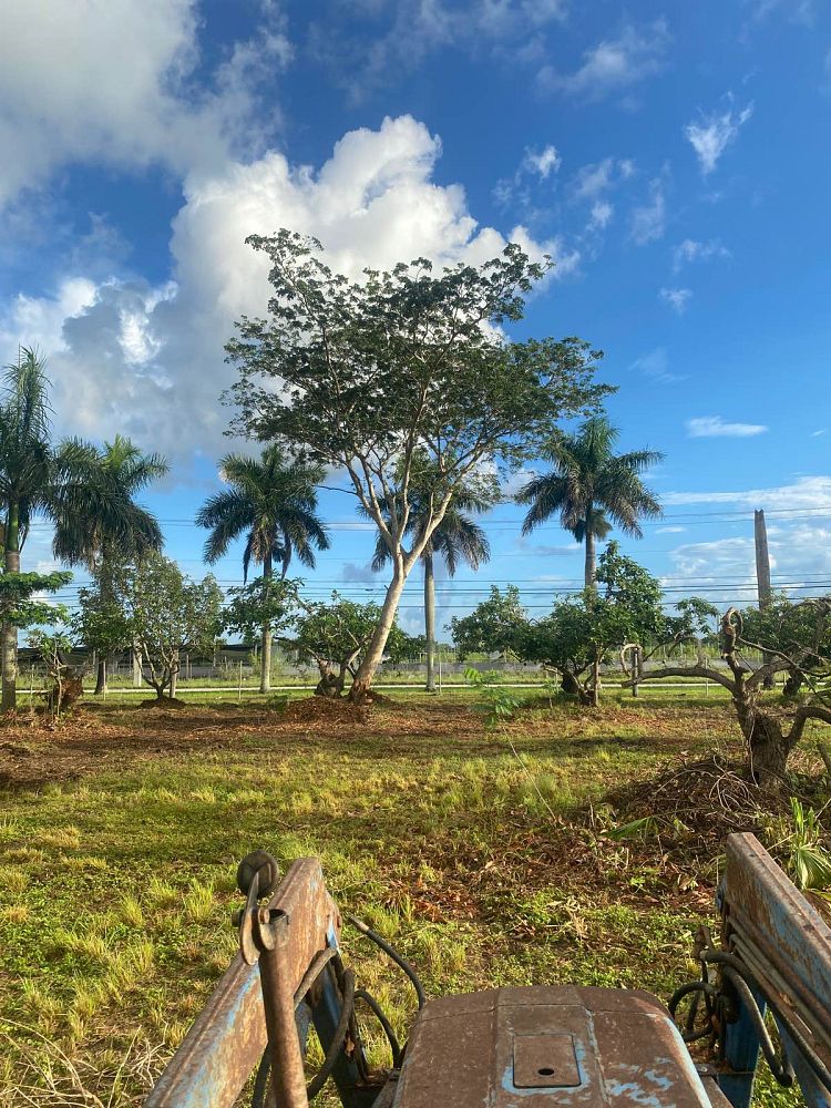 albizia-niopoides-guanacaste-caribbean-albizia