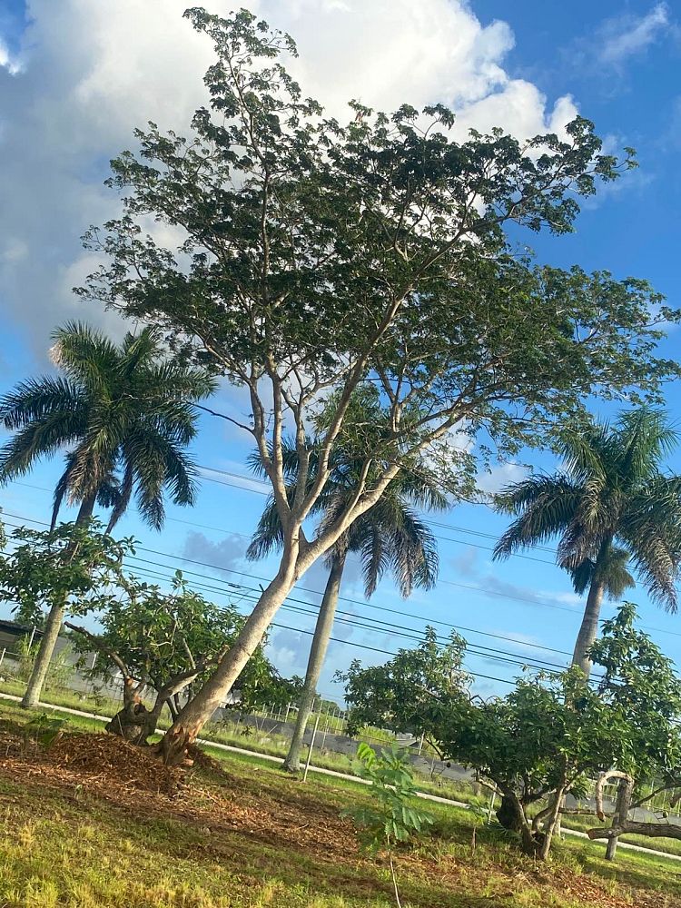 albizia-niopoides-guanacaste-caribbean-albizia