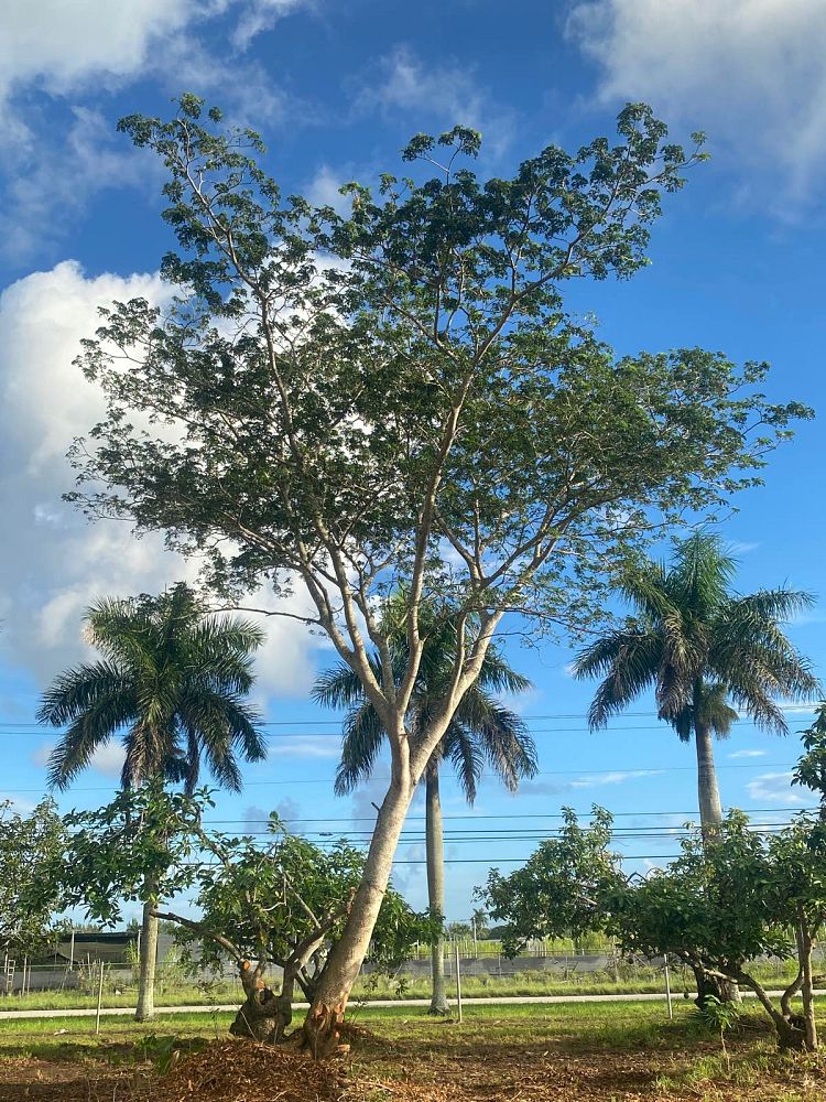 albizia-niopoides-guanacaste-caribbean-albizia
