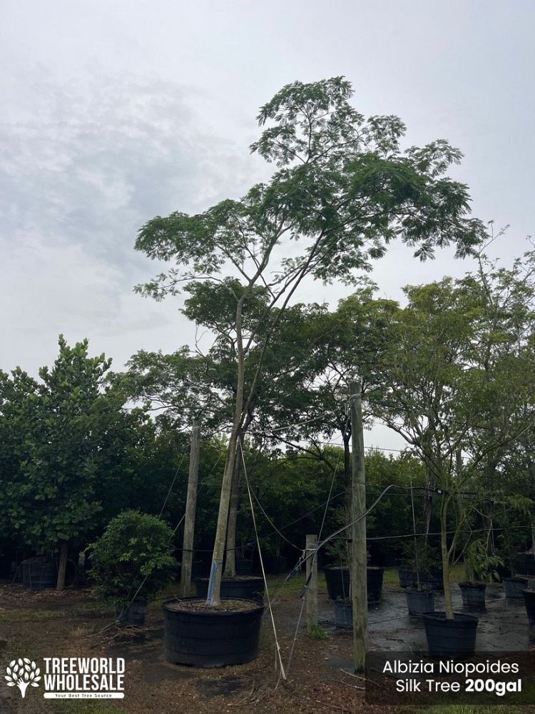 albizia-niopoides-guanacaste-caribbean-albizia