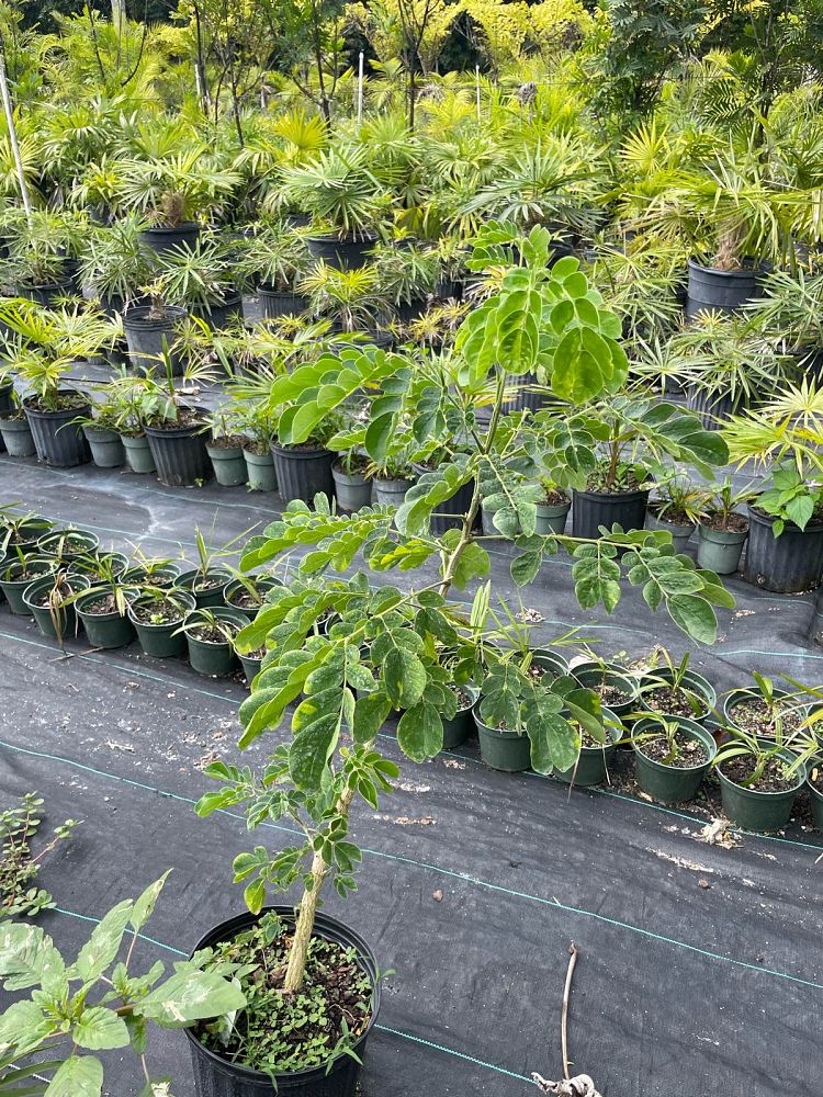 albizia-saman-rain-tree-monkeypod-tree
