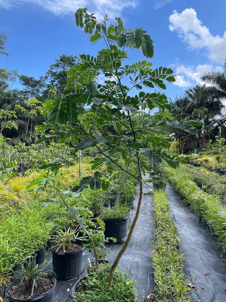 albizia-saman-rain-tree-monkeypod-tree