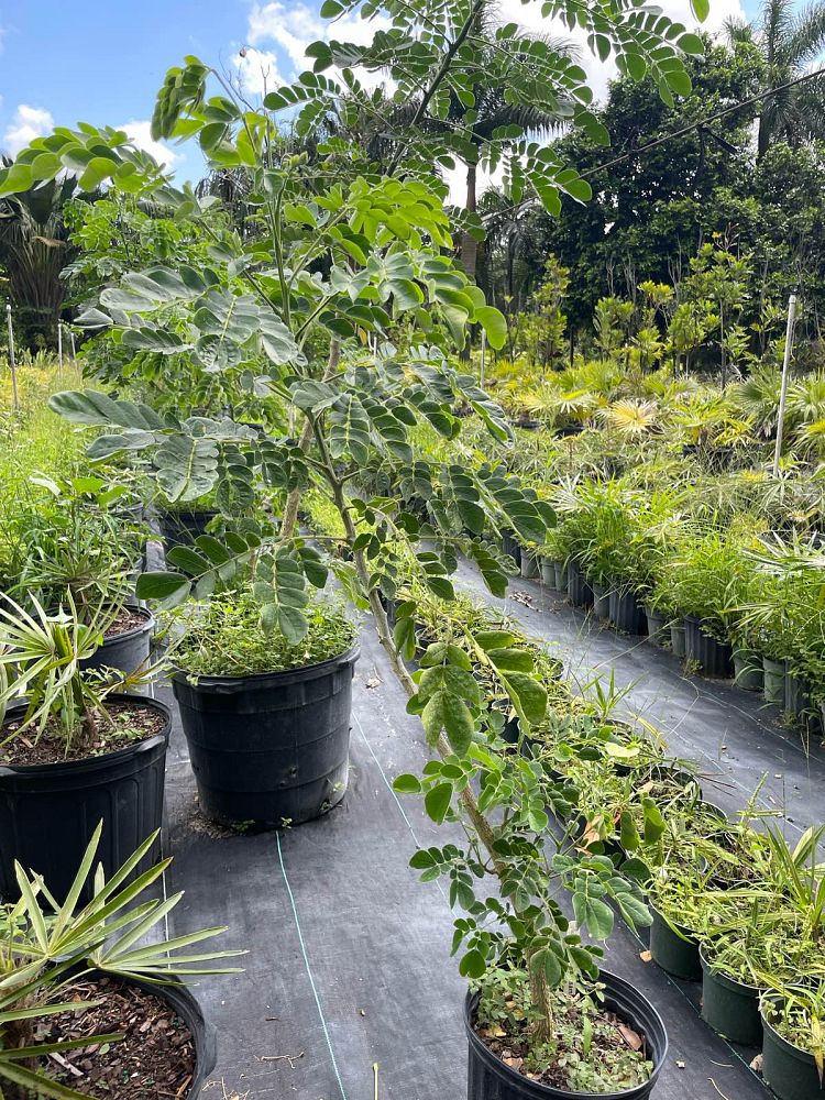 albizia-saman-rain-tree-monkeypod-tree