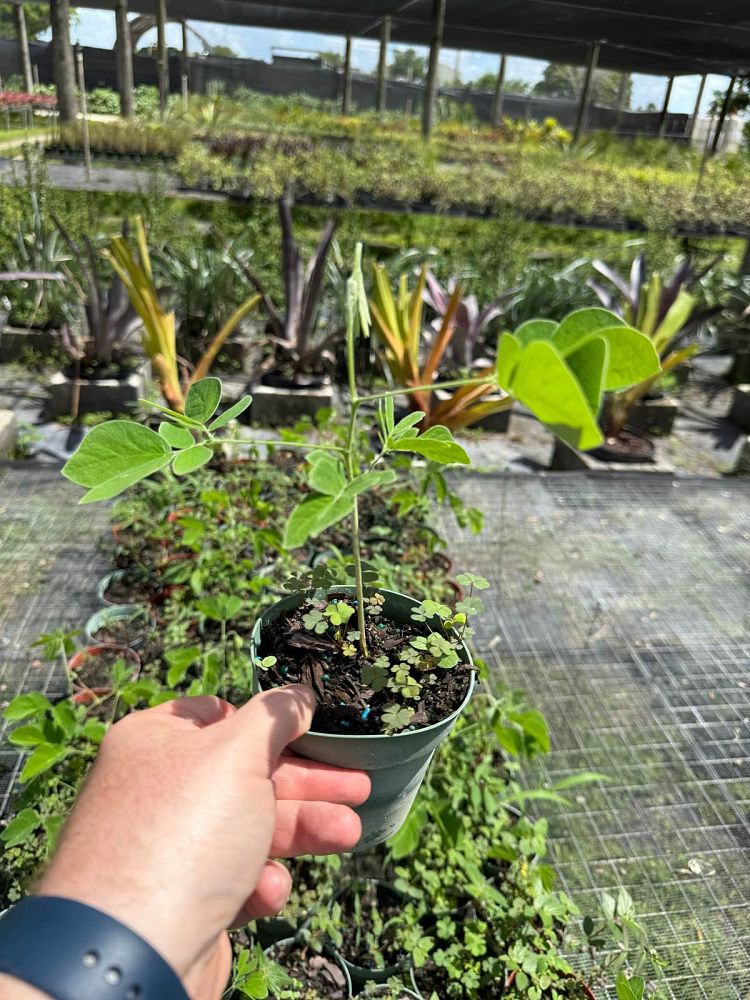 albizia-saman-rain-tree-monkeypod-tree