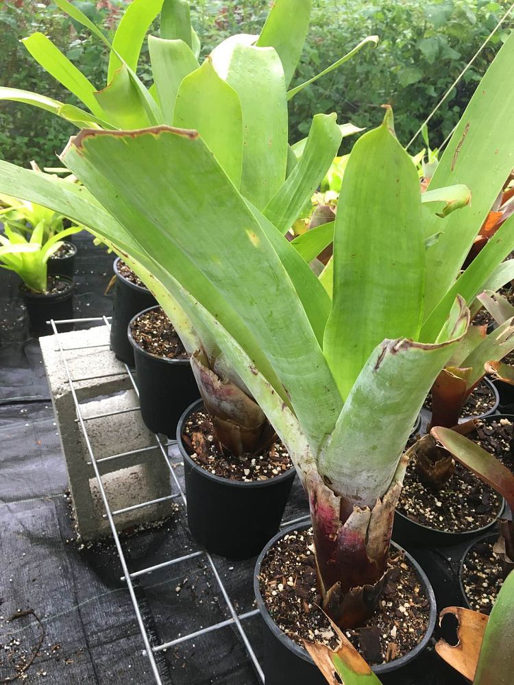alcantarea-glaziouana-bromeliad