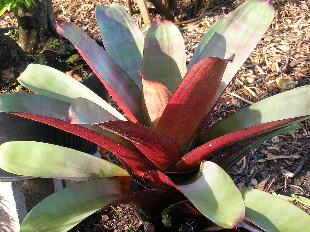 alcantarea-imperialis-bromeliad