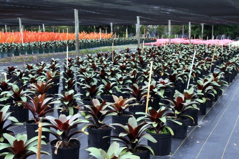 alcantarea-imperialis-bromeliad