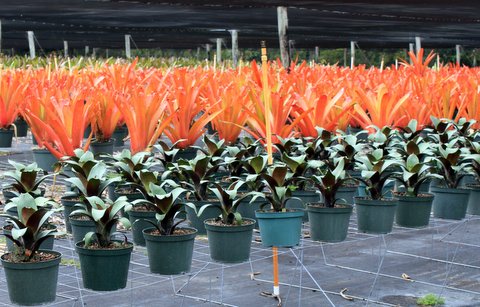 alcantarea-imperialis-bromeliad