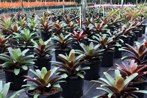 alcantarea-imperialis-bromeliad