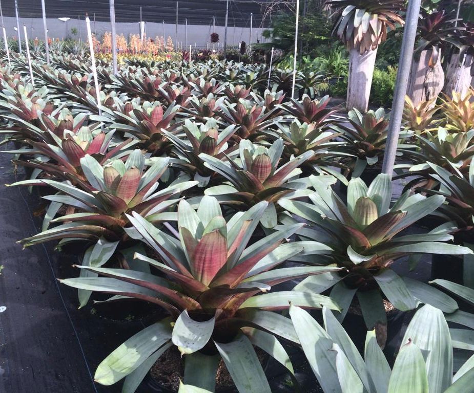alcantarea-imperialis-bromeliad