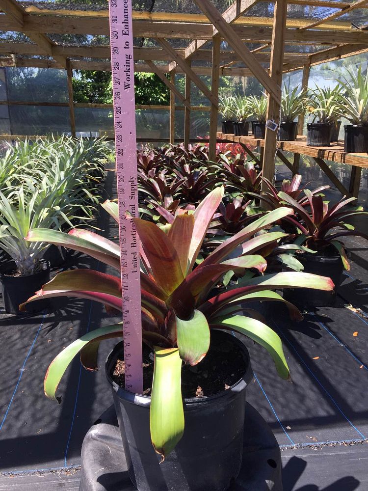 alcantarea-imperialis-bromeliad