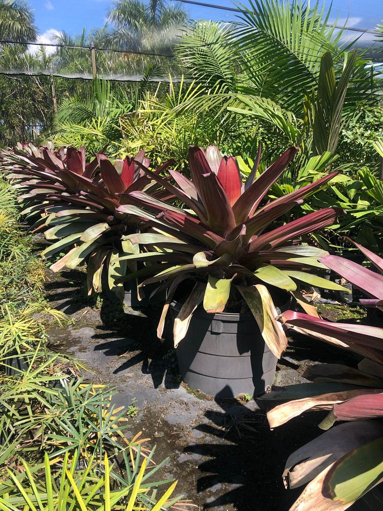 alcantarea-imperialis-bromeliad