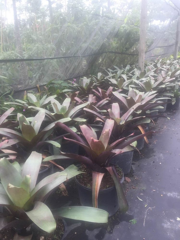 alcantarea-imperialis-bromeliad