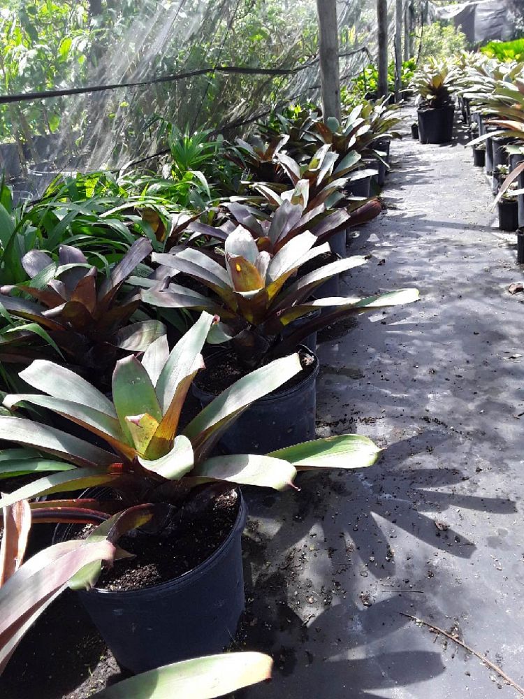 alcantarea-imperialis-bromeliad