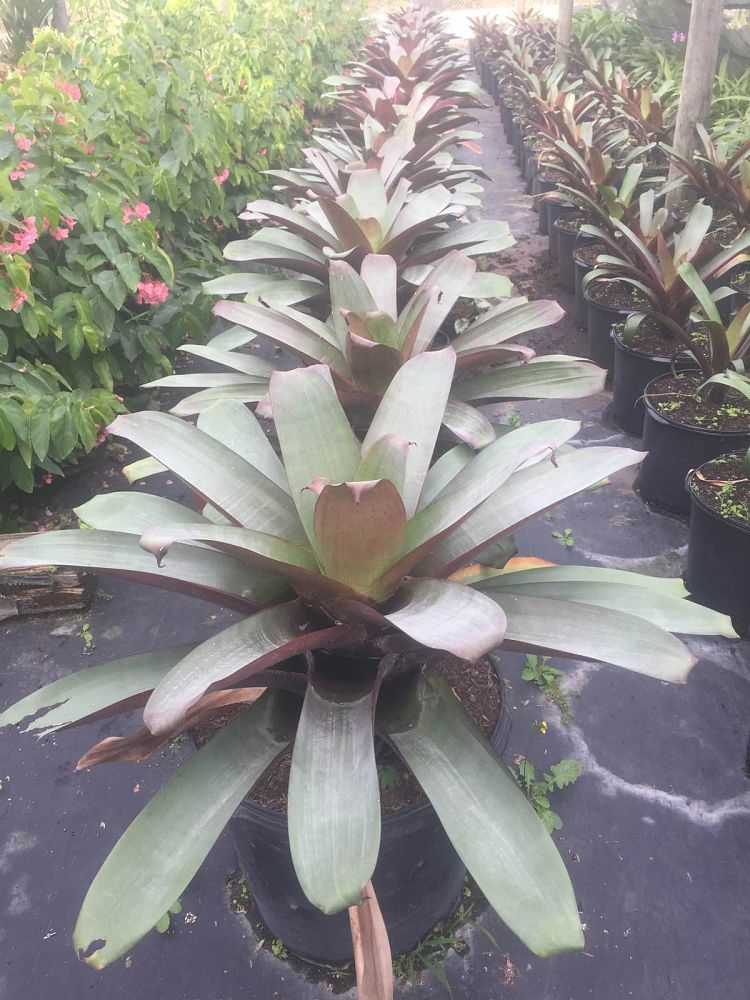 alcantarea-imperialis-bromeliad