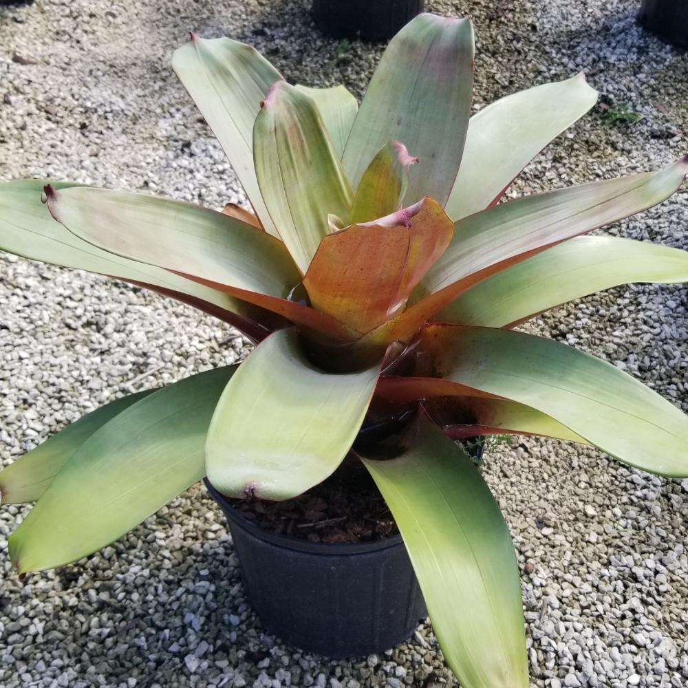 alcantarea-imperialis-bromeliad