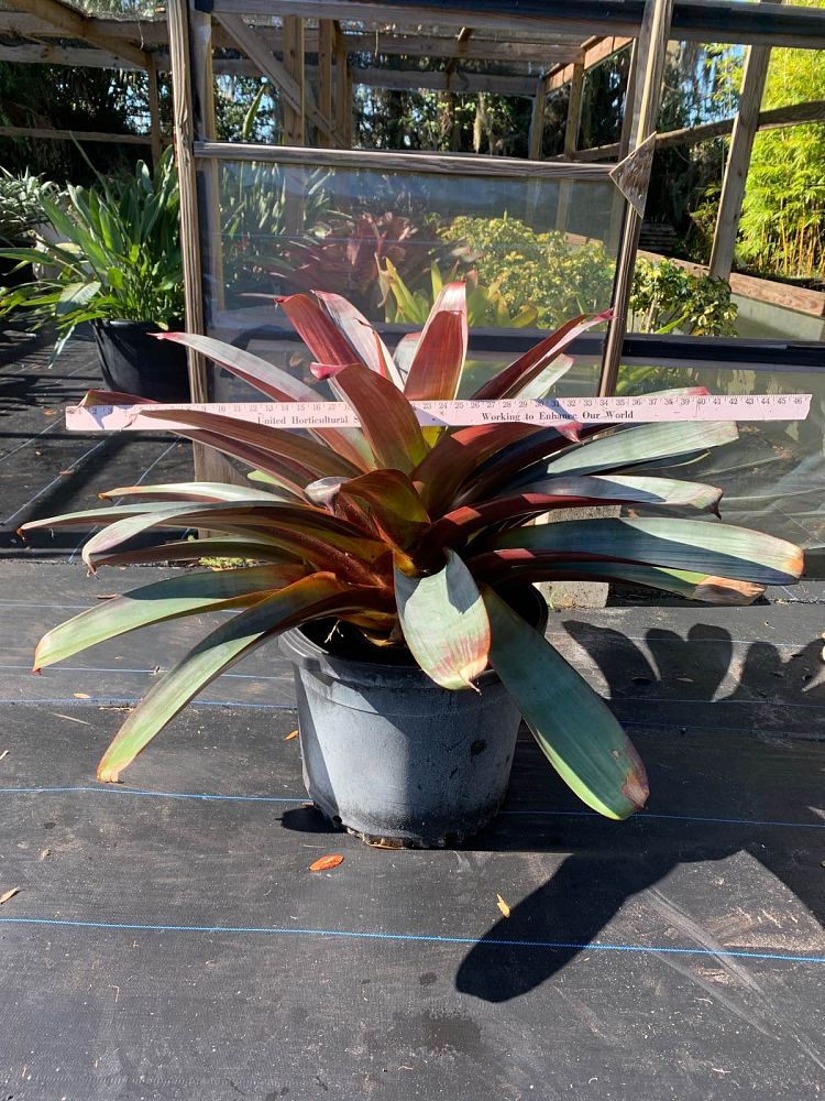 alcantarea-imperialis-bromeliad