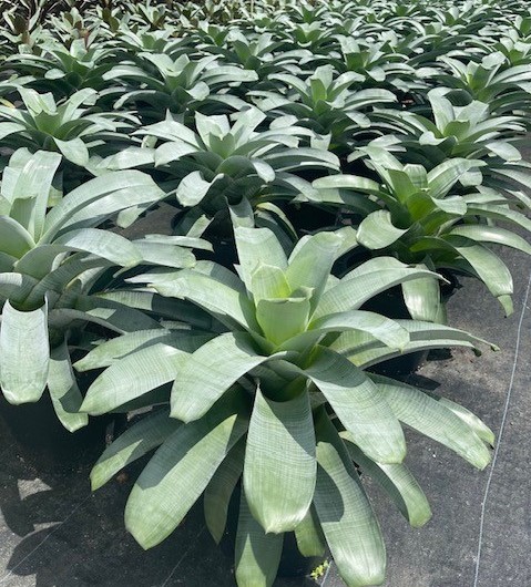 alcantarea-imperialis-bromeliad
