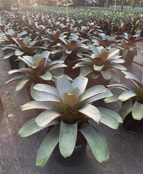 alcantarea-imperialis-bromeliad