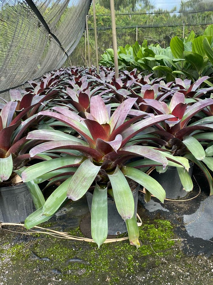 alcantarea-imperialis-bromeliad