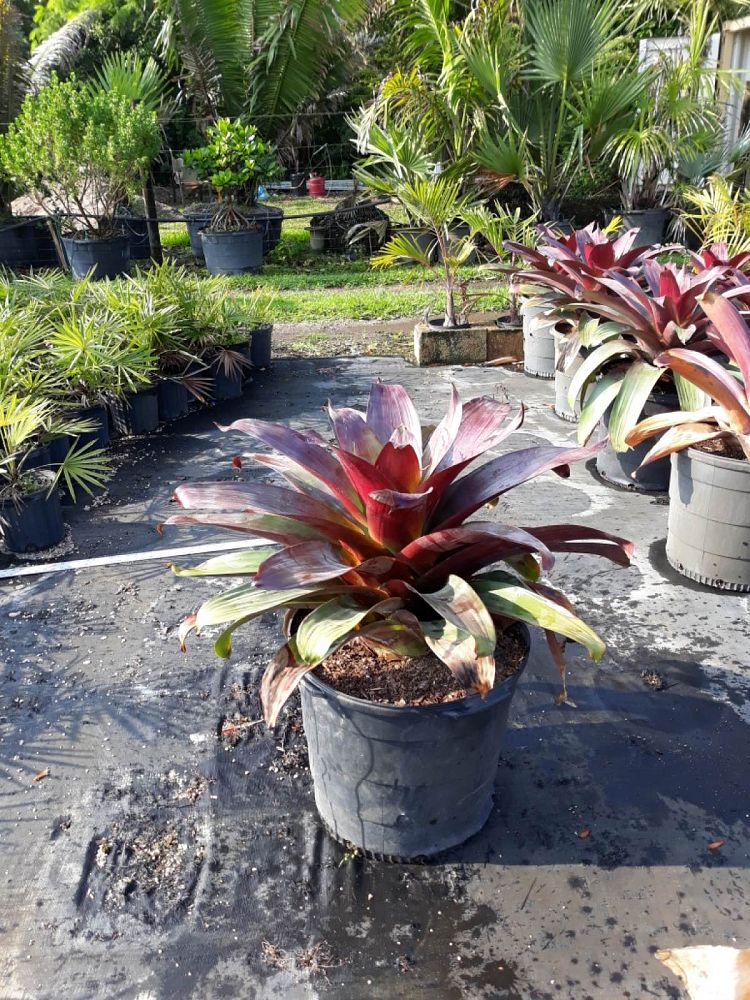 alcantarea-imperialis-bromeliad