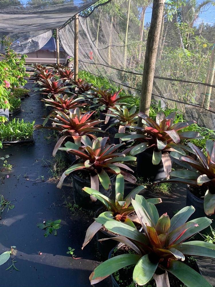 alcantarea-imperialis-bromeliad
