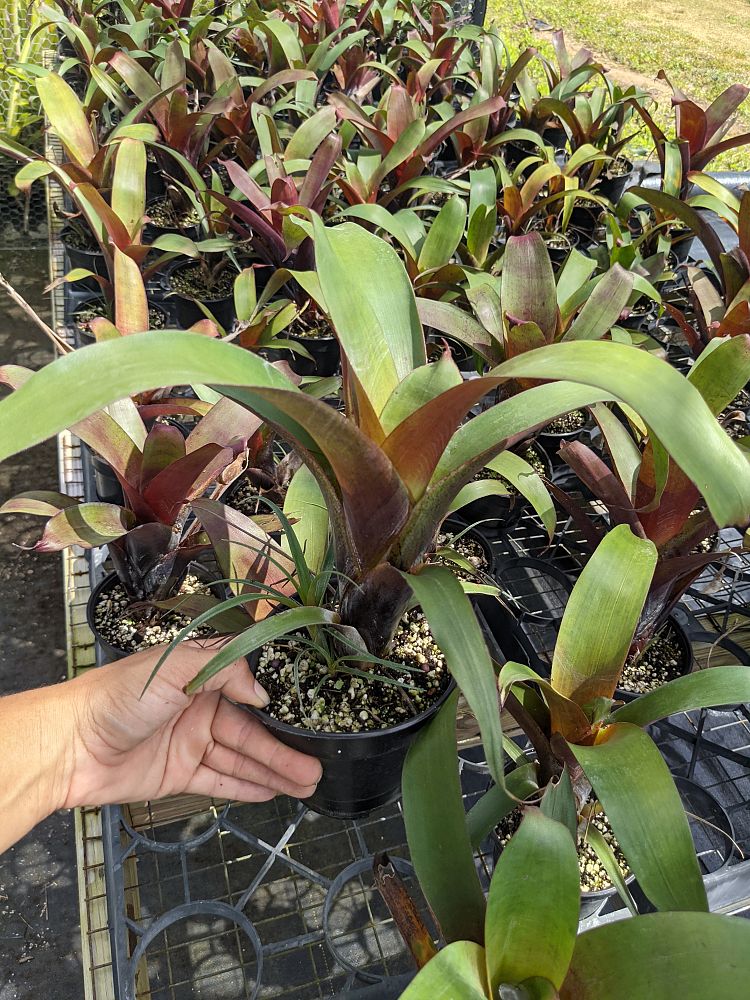 alcantarea-imperialis-bromeliad