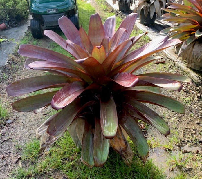 alcantarea-imperialis-bromeliad