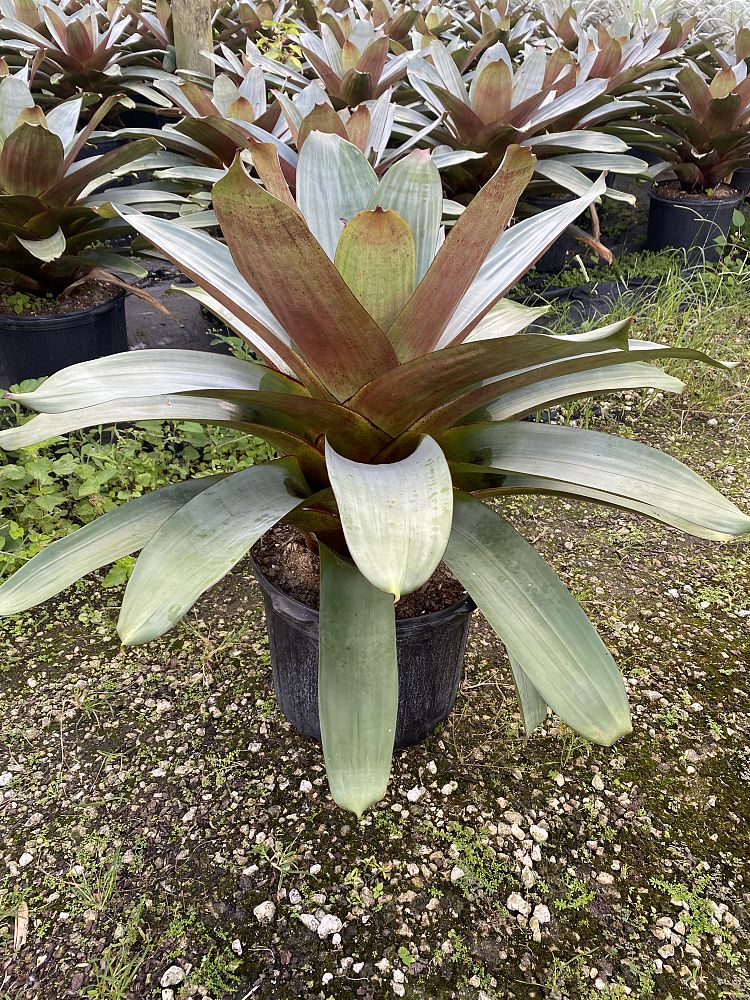 alcantarea-imperialis-bromeliad