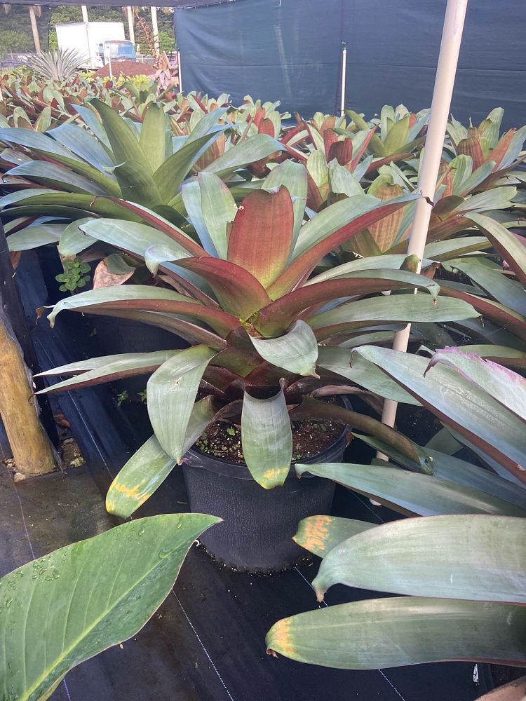 alcantarea-imperialis-bromeliad