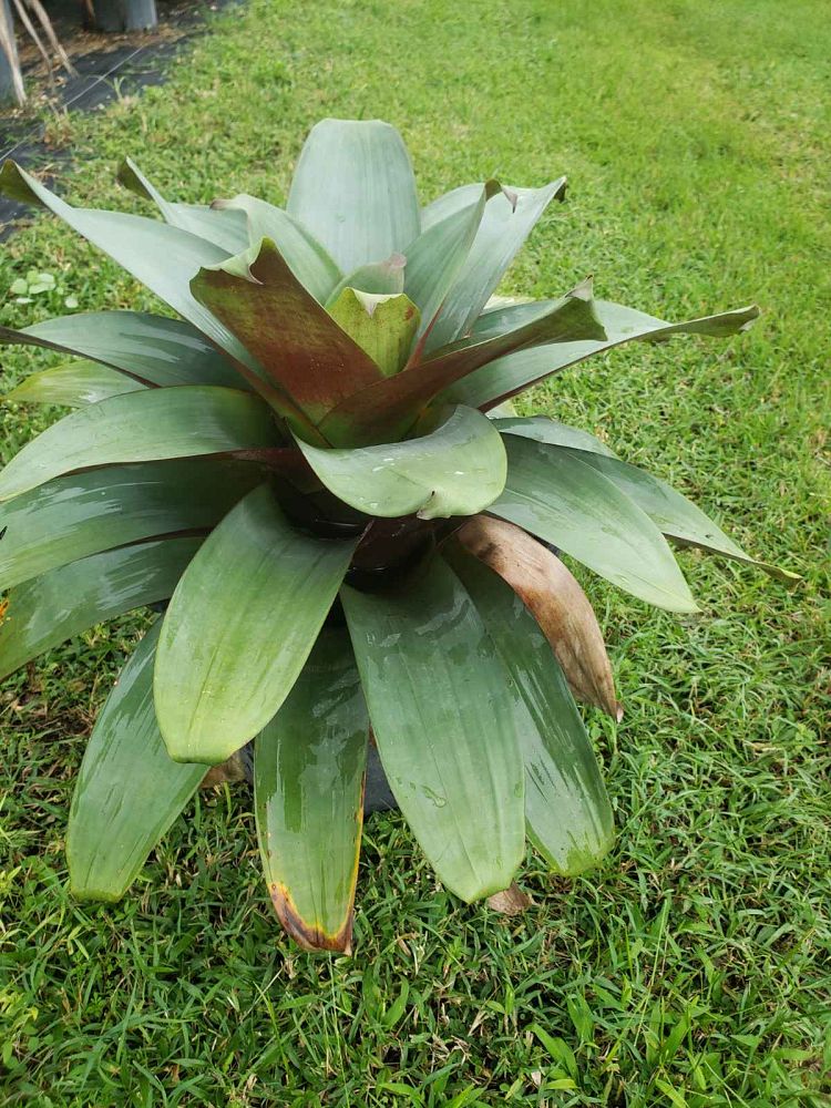 alcantarea-imperialis-bromeliad