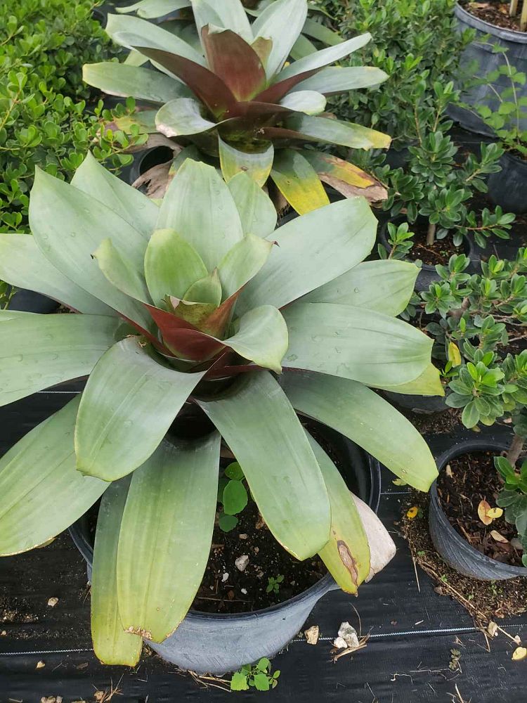 alcantarea-imperialis-bromeliad