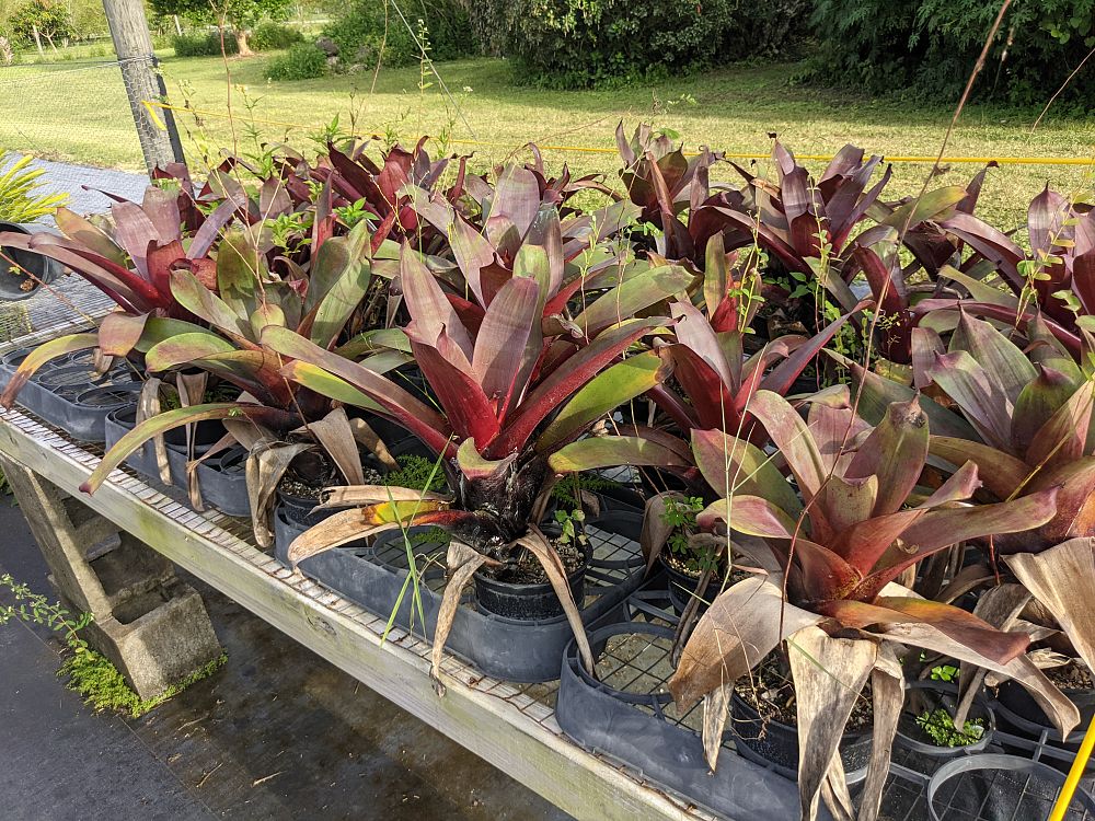 alcantarea-imperialis-bromeliad