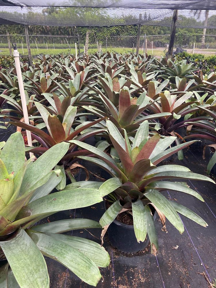 alcantarea-imperialis-bromeliad