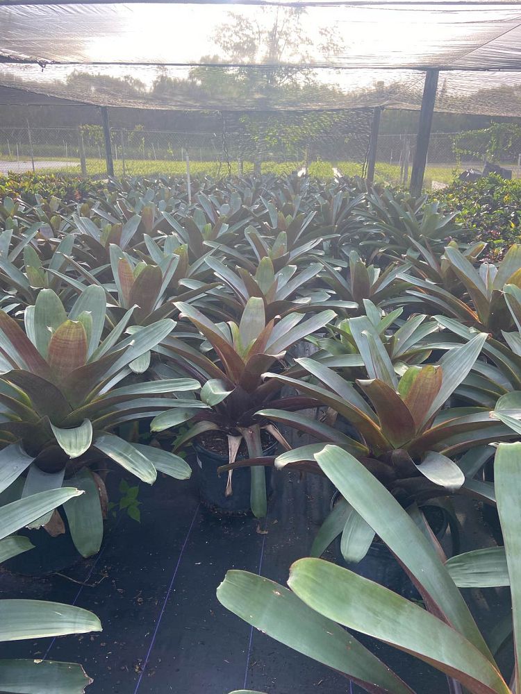 alcantarea-imperialis-bromeliad