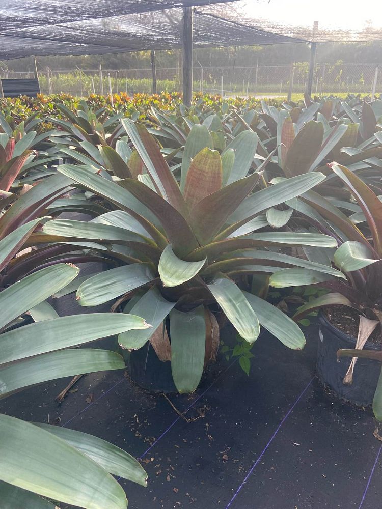 alcantarea-imperialis-bromeliad
